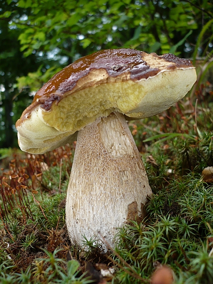 hríb smrekový Boletus edulis Bull.