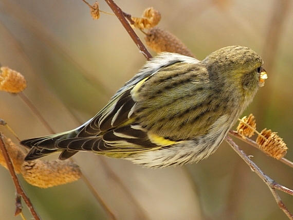 stehlík čížavý (čížik) Carduelis spinus