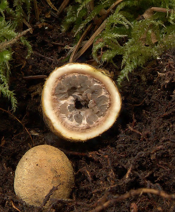 srnka obyčajná Elaphomyces granulatus Fr.