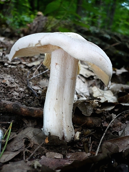 hodvábnica veľká Entoloma sinuatum (Bull.) P. Kumm.