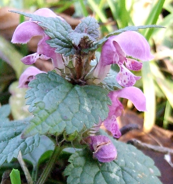 hluchavka škvrnitá Lamium maculatum L.