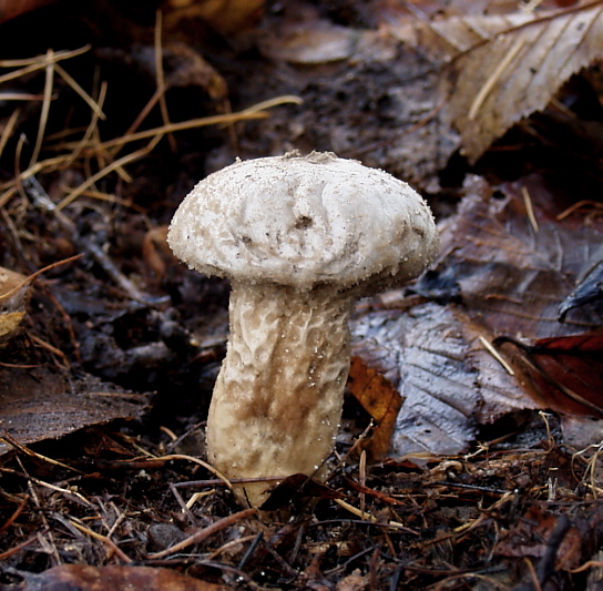 prášnica Lycoperdon sp.