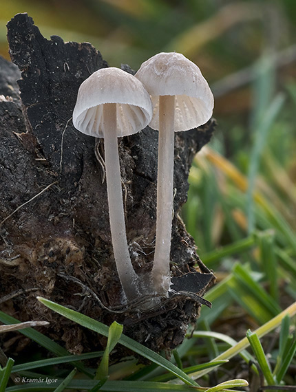 prilbička Mycena sp.