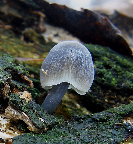 prilbička Mycena sp.