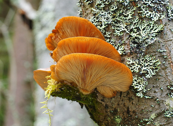 pňovka neskorá  Sarcomyxa serotina (Pers.) P. Karst.