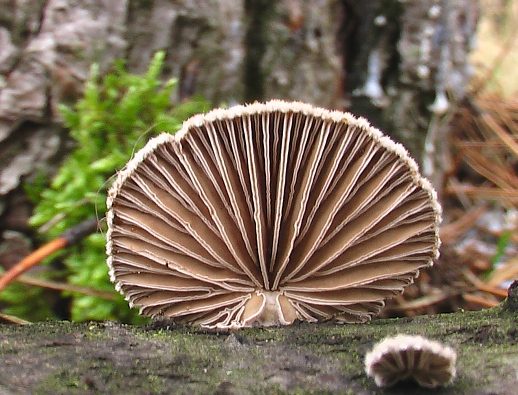 klanolupeňovka obyčajná Schizophyllum commune Fr.