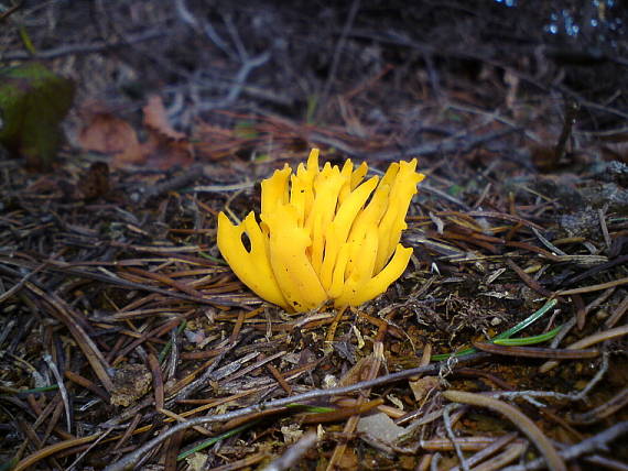 parôžkovec lepkavý Calocera viscosa (Pers.) Fr.