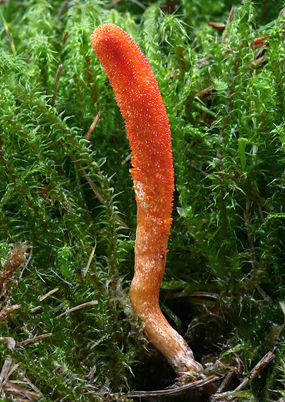 žezlovka hmyzová Cordyceps militaris (Fr.) Link