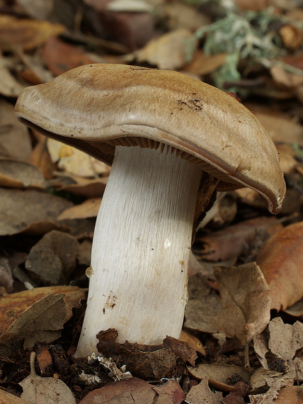 pavučinovec Cortinarius sp.