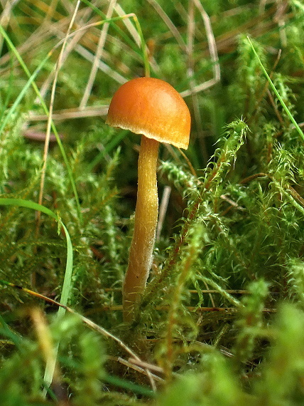 kapucňovka Galerina sp.