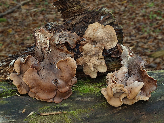 húževnatček bobrí Lentinellus castoreus (Fr.) Kühner & Maire