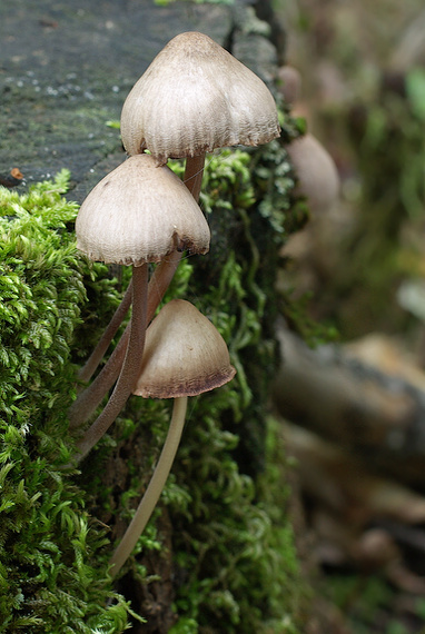 prilbička krvavomliečna Mycena haematopus (Pers.) P. Kumm.