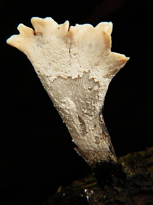 drevnatec parohatý Xylaria hypoxylon (L.) Grev.