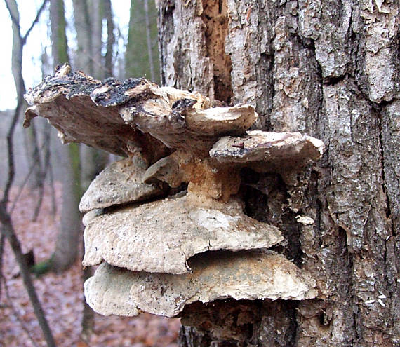 sírovec obyčajný Laetiporus sulphureus (Bull.) Murrill