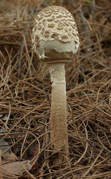 bedľa vysoká Macrolepiota procera (Scop.) Singer