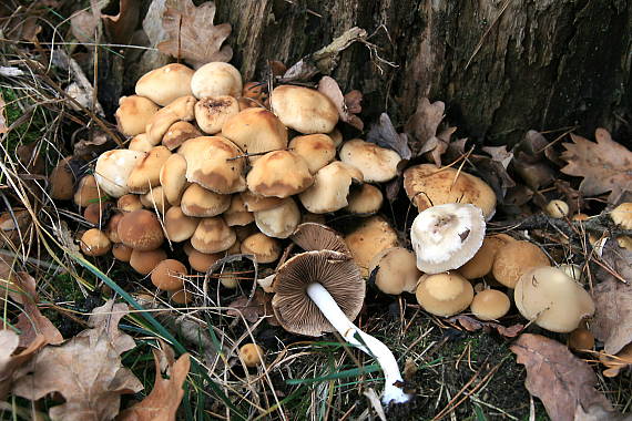 drobuľka vodomilná - Křehutka vodomilná ? Psathyrella piluliformis (Bull.) P.D. Orton