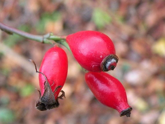 ruža šípová Rosa canina L.