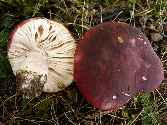 plávka  Russula sp.