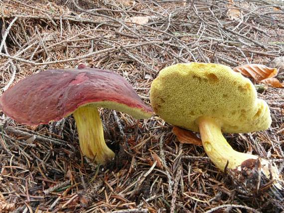 hřib sametový - Suchohríbnik zamatový Xerocomellus pruinatus (Fr. & Hök) Šutara