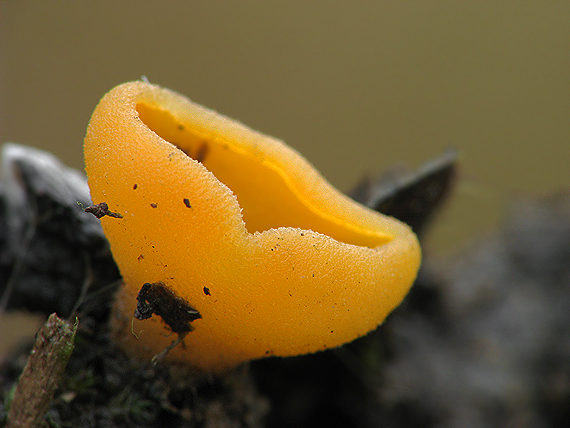 tanierovka oranžová Aleuria aurantia (Pers.) Fuckel