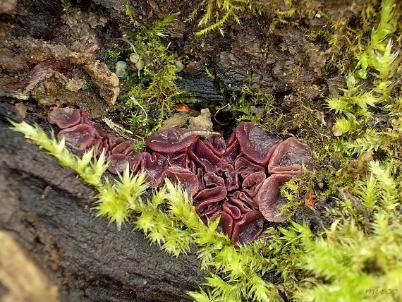 vrtidlovka Ascocoryne sp.