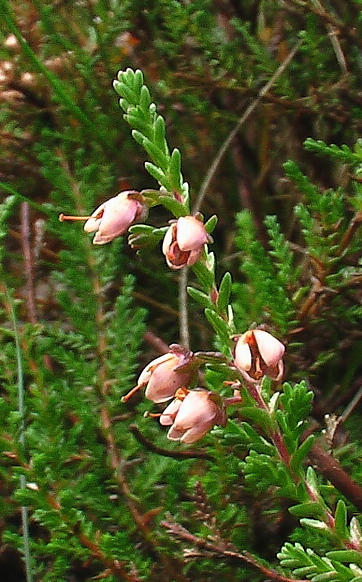 vres obyčajný Calluna vulgaris (L.) Hull