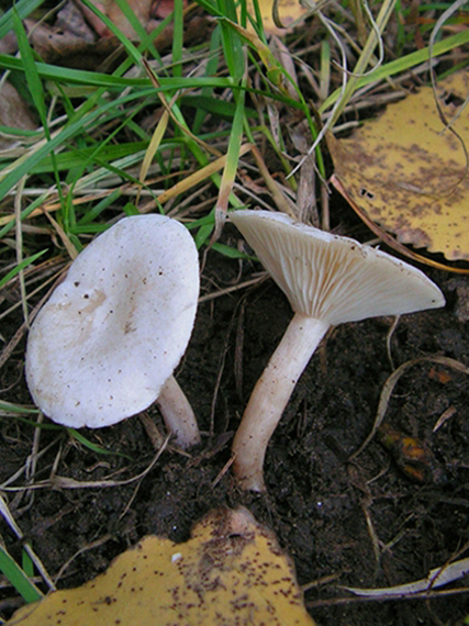 strmuľka ? Clitocybe dealbata