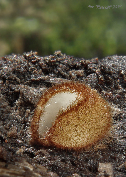 humária polguľovitá Humaria hemisphaerica (F.H. Wigg.) Fuckel