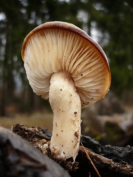 mramorovec rozpukaný Hypsizygus tessulatus (Bull.) Singer