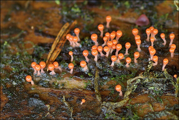 slizovka Myxomycetes