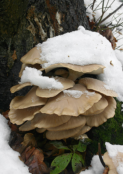 hliva ustricovitá modrastá Pleurotus columbinus Quél.