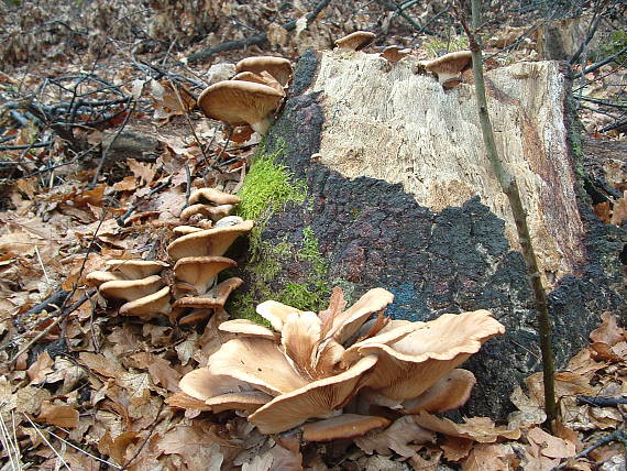 hliva ustricová Pleurotus ostreatus (Jacq.) P. Kumm.