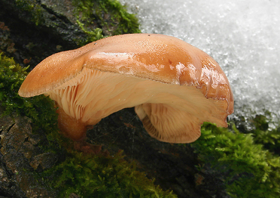 pňovka neskorá Sarcomyxa serotina (Pers.) P. Karst.