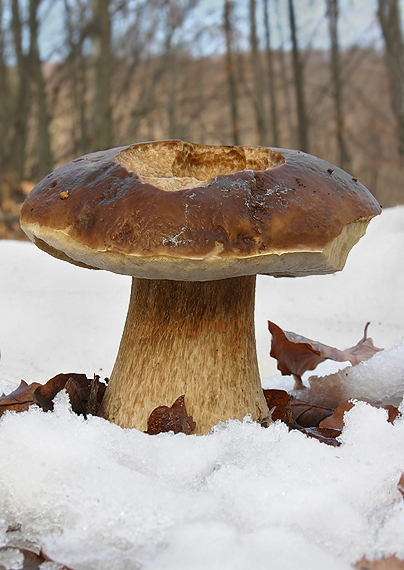 hríb smrekový Boletus edulis Bull.