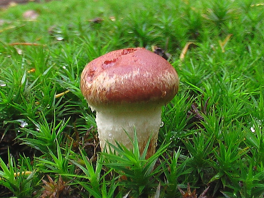 sliziak ružový  Gomphidius roseus (Fr.) Oudem.