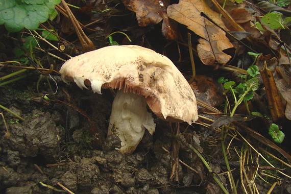 pečiarka Agaricus sp.