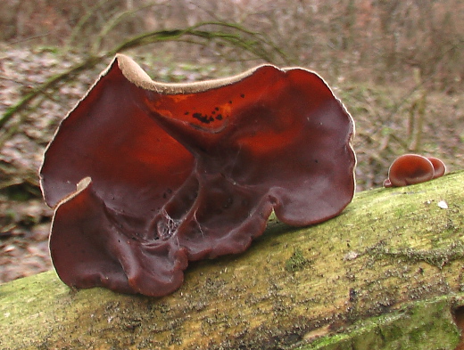 uchovec bazový Auricularia auricula-judae (Bull.) Quél.