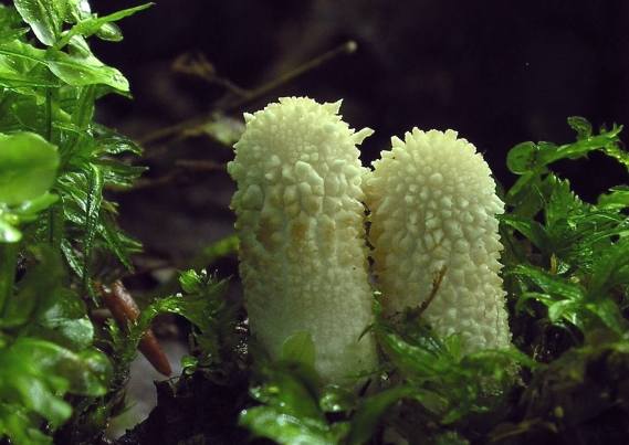 prášnica bradavičnatá Lycoperdon perlatum Pers.