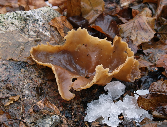 čiaška Peziza sp.