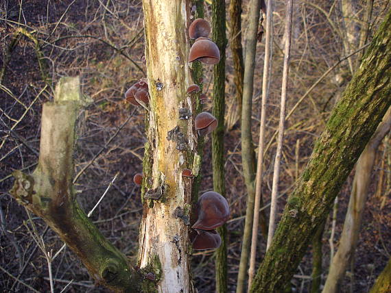 uchovec bazový Auricularia auricula-judae (Bull.) Quél.