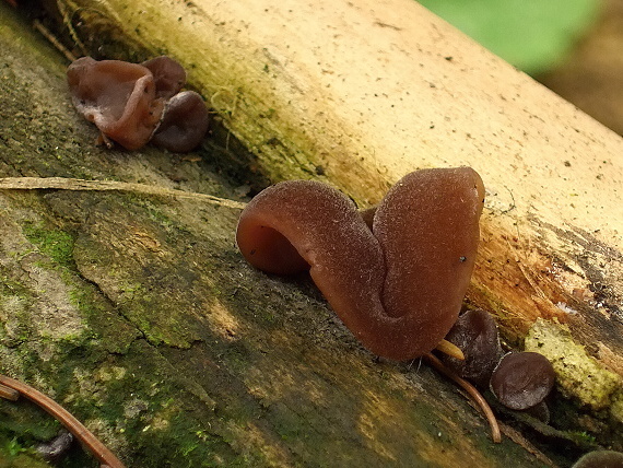 uchovec bazový Auricularia auricula-judae (Bull.) Quél.