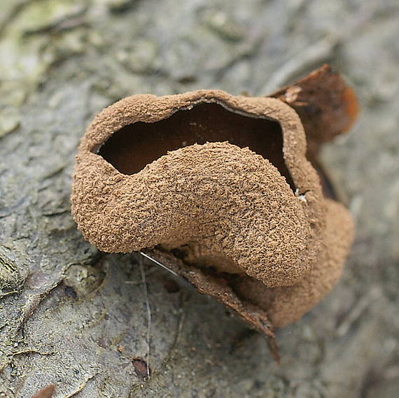 dutinovka otrubnatá  Encoelia furfuracea (Roth) P. Karst.