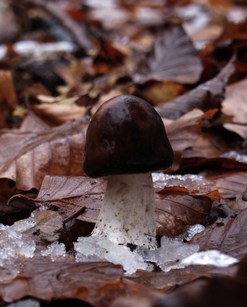 bedľa vysoká ? Macrolepiota procera var. procera?