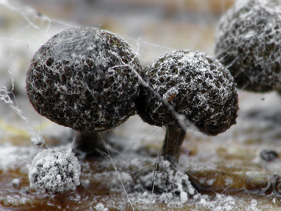 slizovka Myxomycetes