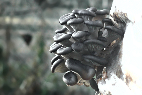 hliva ustricovitá  Pleurotus ostreatus (Jacq.) P. Kumm.