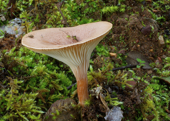 strmuľka lievikovitá Clitocybe gibba (Pers.) P. Kumm.