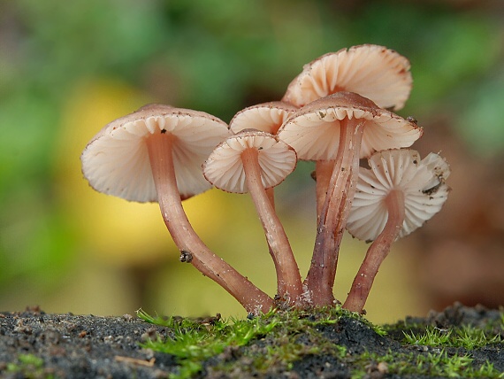 prilbička krvavomliečna Mycena haematopus (Pers.) P. Kumm.