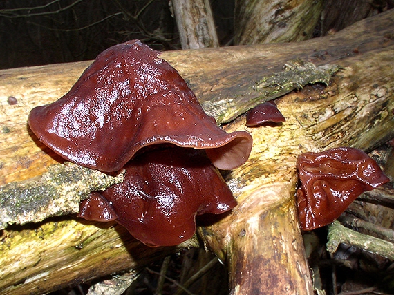 uchovec bazový Auricularia auricula-judae (Bull.) Quél.