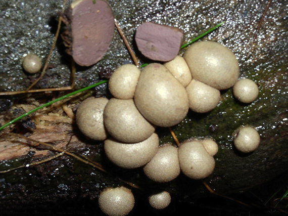 vlčinka červená Lycogala epidendrum (J.C. Buxb. ex L.) Fr.