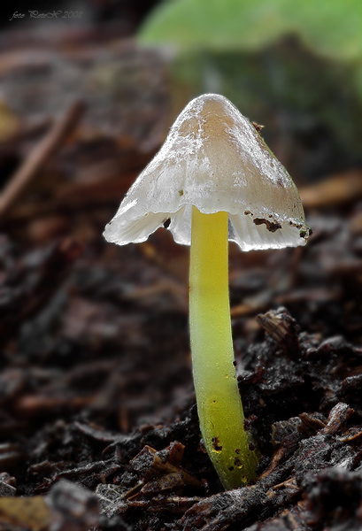 prilbička slizká želatínová Mycena epipterygia var. viscosa (Secr. ex Maire) Ricken